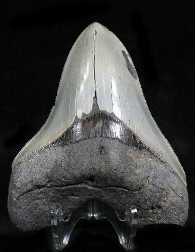 Razor Sharp Megalodon Tooth #21968